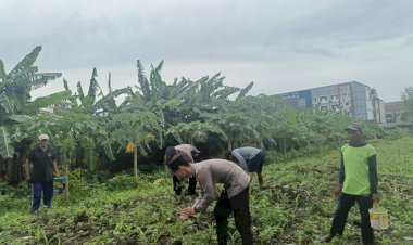 Polsek-Waru-Cek-Perkembangan-Tanaman-Jagung-di-Desa-Bungurasih